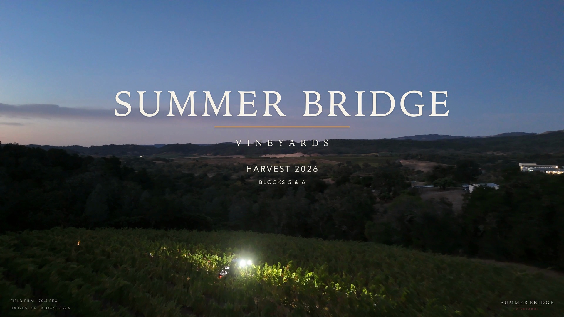 Harvest in Blocks 5 and 6 at Summer Bridge Vineyards: picking, carrying fruit and filling bins at dawn.