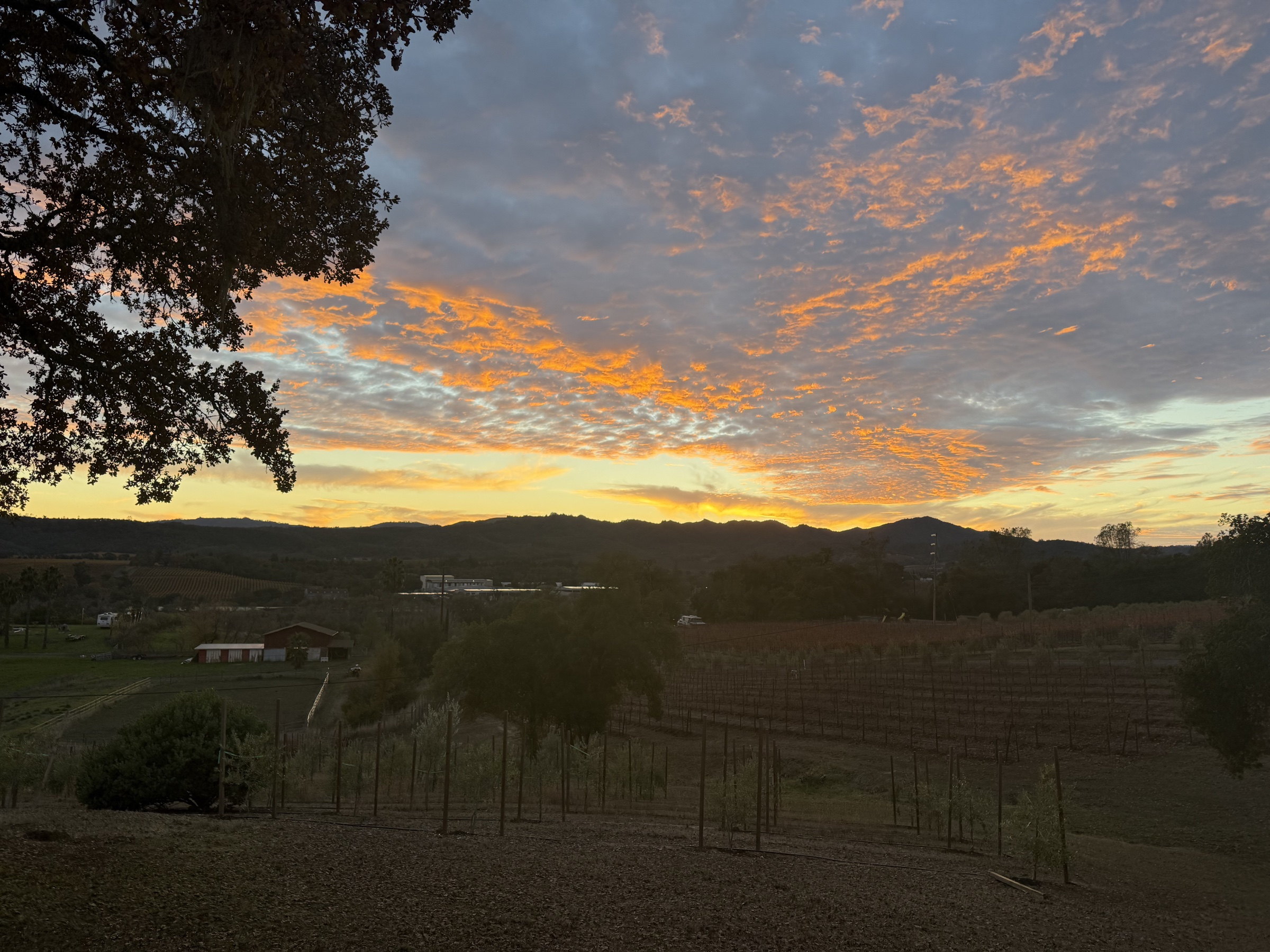 A gold and blue sunset over the Summer Bridge vines and Alexander Valley hills